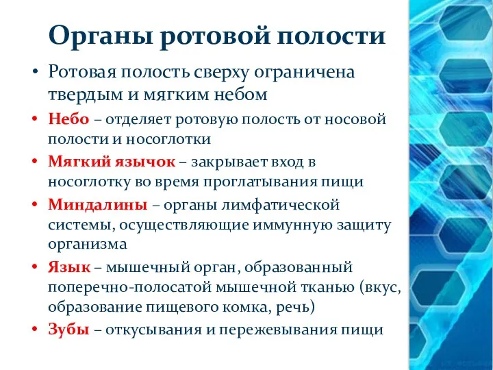 Органы ротовой полости Ротовая полость сверху ограничена твердым и мягким