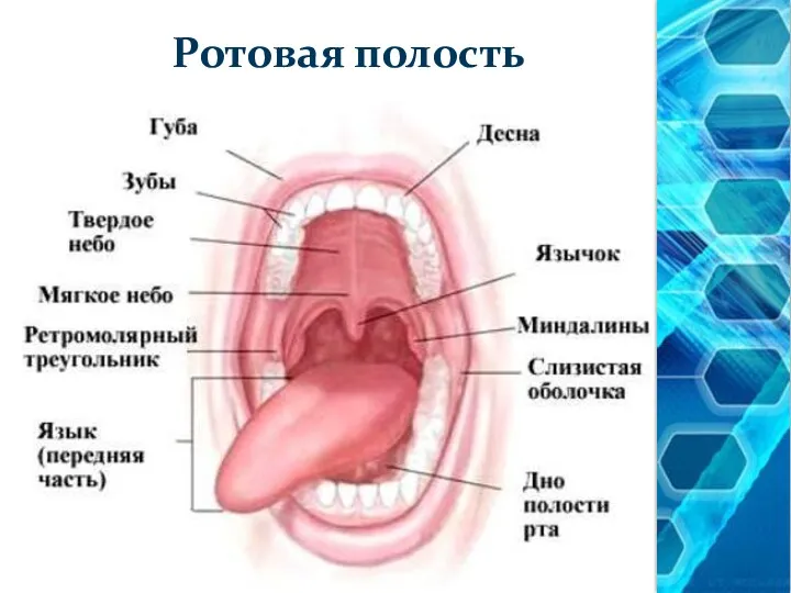 Ротовая полость