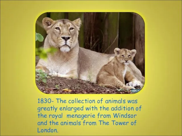 1830- The collection of animals was greatly enlarged with the