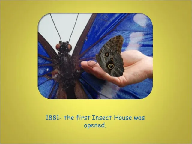 1881- the first Insect House was opened.