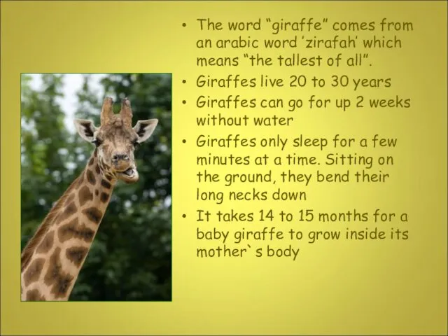 The word “giraffe” comes from an arabic word ’zirafah’ which