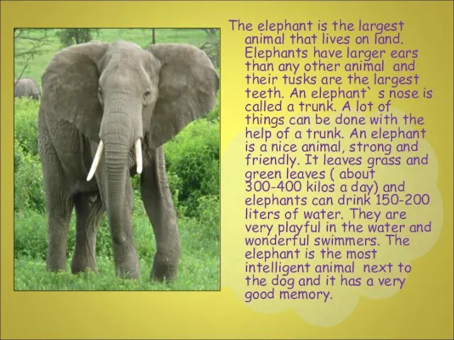 The elephant is the largest animal that lives on land.