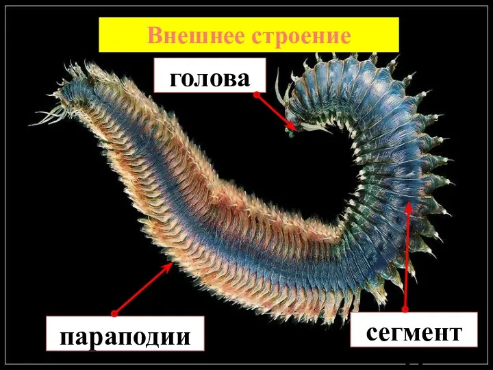 Внешнее строение