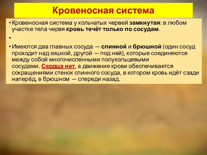 Кровеносная система Кровеносная система у кольчатых червей замкнутая: в любом