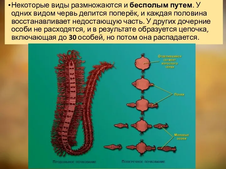 Некоторые виды размножаются и бесполым путем. У одних видом червь