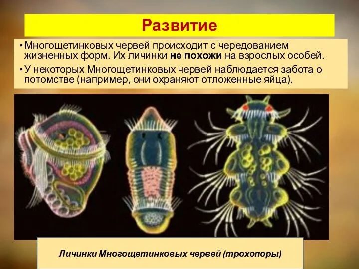 Развитие Многощетинковых червей происходит с чередованием жизненных форм. Их личинки