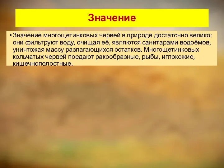 Значение Значение многощетинковых червей в природе достаточно велико: они фильтруют