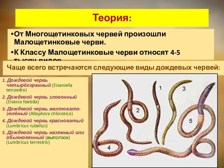 Теория: От Многощетинковых червей произошли Малощетинковые черви. К Классу Малощетинковые