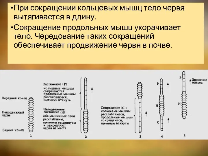 При сокращении кольцевых мышц тело червя вытягивается в длину. Сокращение