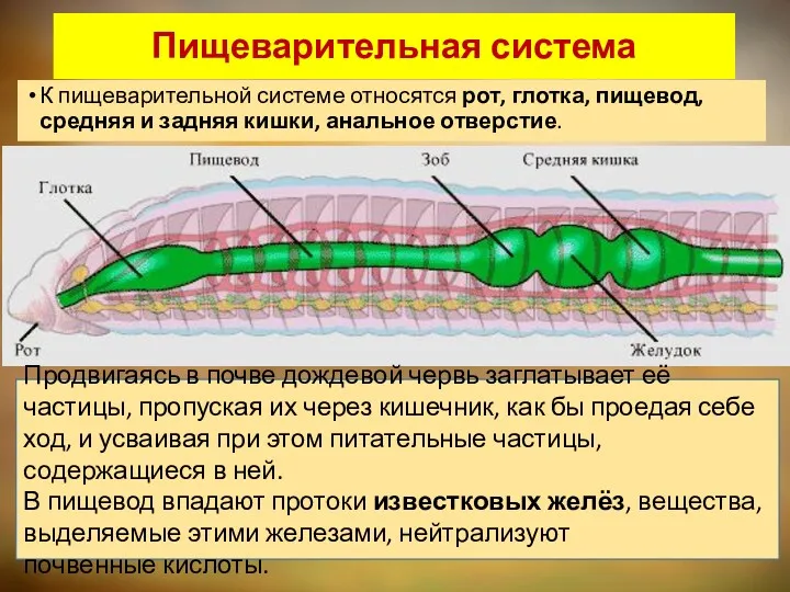 Пищеварительная система К пищеварительной системе относятся рот, глотка, пищевод, средняя