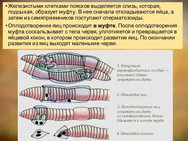 Железистыми клетками поясков выделяется слизь, которая, подсыхая, образует муфту. В