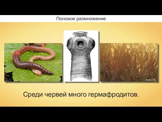 Половое размножение Среди червей много гермафродитов. Matthias Tilly