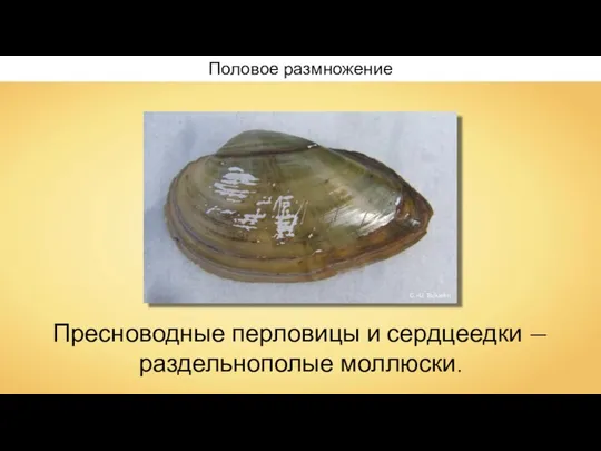 Половое размножение Пресноводные перловицы и сердцеедки — раздельнополые моллюски. G.-U. Tolkiehn