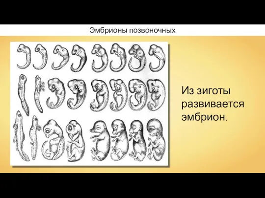 Эмбрионы позвоночных Из зиготы развивается эмбрион.