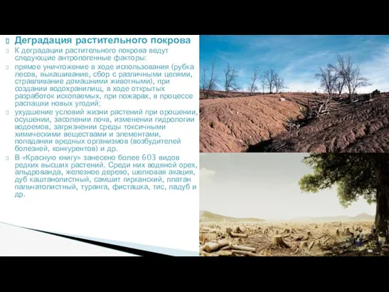 Деградация растительного покрова К деградации растительного покрова ведут следующие антропогенные факторы: прямое уничтожение