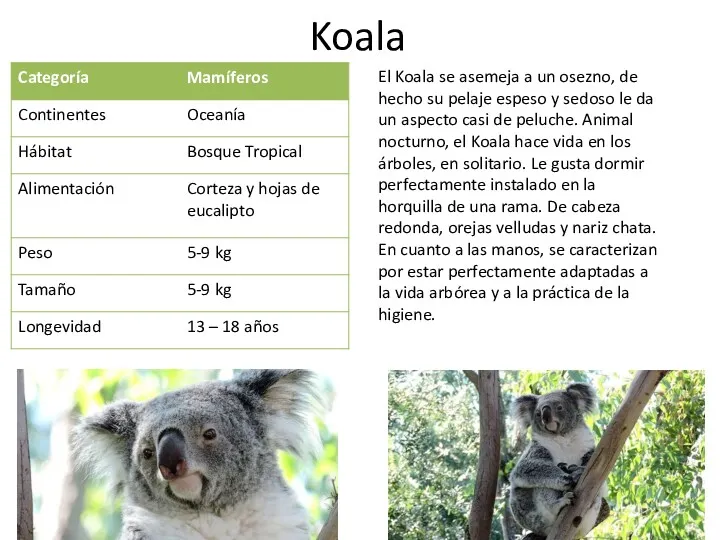 Koala El Koala se asemeja a un osezno, de hecho