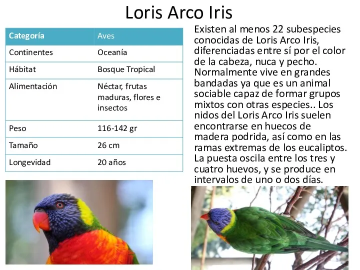 Loris Arco Iris Existen al menos 22 subespecies conocidas de