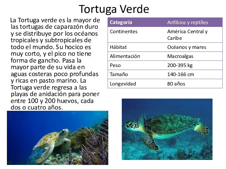 Tortuga Verde La Tortuga verde es la mayor de las