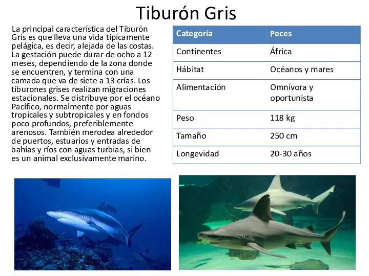 Tiburón Gris La principal característica del Tiburón Gris es que