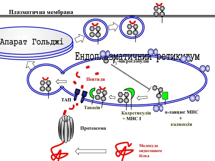 Молекула ендогенного білка Протеасома ТАП β2-мікроглобулін Тапасін Калретикулін + МНС