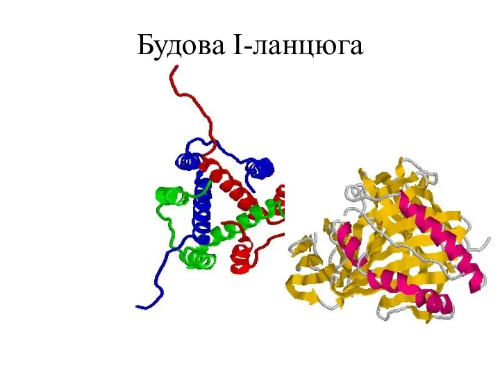 Будова І-ланцюга