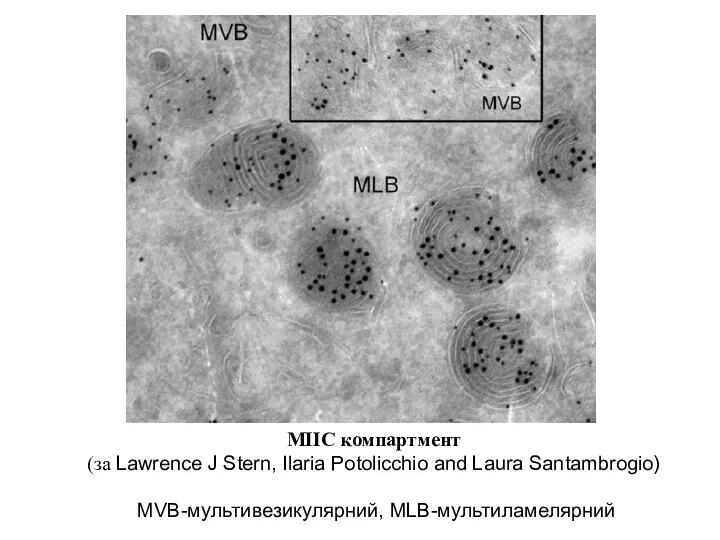 МІІС компартмент (за Lawrence J Stern, Ilaria Potolicchio and Laura Santambrogio) MVB-мультивезикулярний, MLB-мультиламелярний