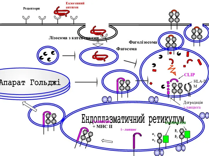 Ендоплазматичний ретикулум Рецептори Екзогенний антиген Фаголізосома і-ланцюг + МНС ІІ