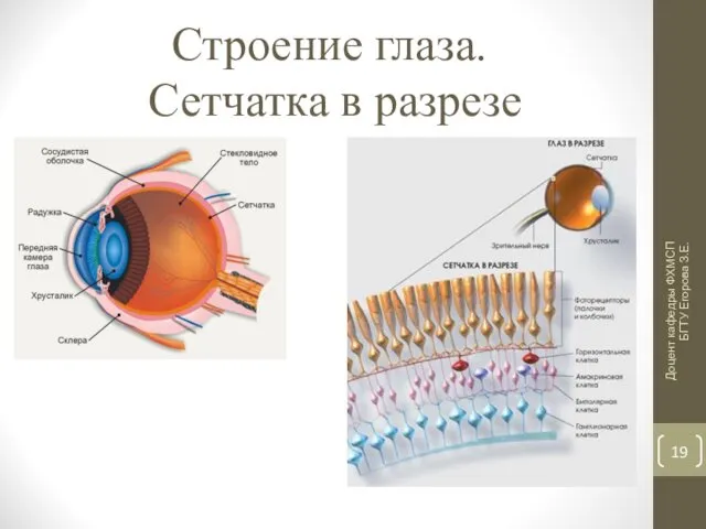 Строение глаза. Сетчатка в разрезе Доцент кафедры ФХМСП БГТУ Егорова З.Е.