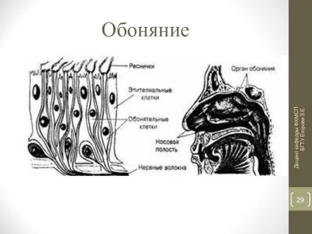 Обоняние Доцент кафедры ФХМСП БГТУ Егорова З.Е.