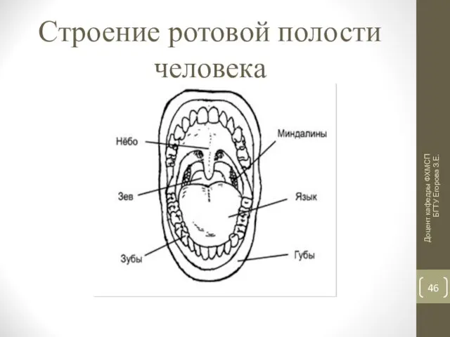 Строение ротовой полости человека Доцент кафедры ФХМСП БГТУ Егорова З.Е.