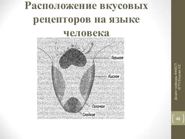 Расположение вкусовых рецепторов на языке человека Доцент кафедры ФХМСП БГТУ Егорова З.Е.