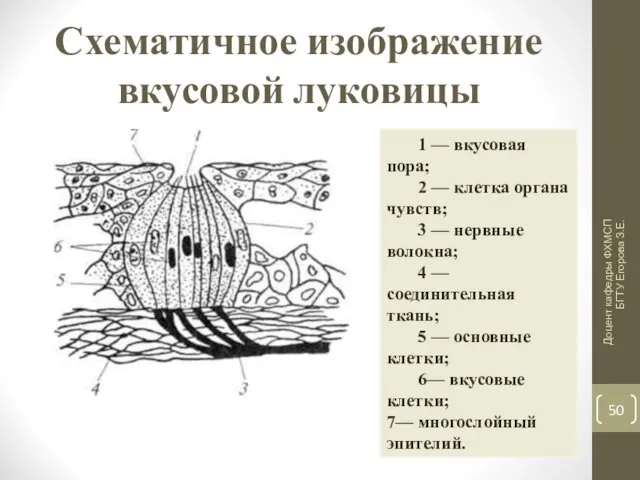 Схематичное изображение вкусовой луковицы Доцент кафедры ФХМСП БГТУ Егорова З.Е.