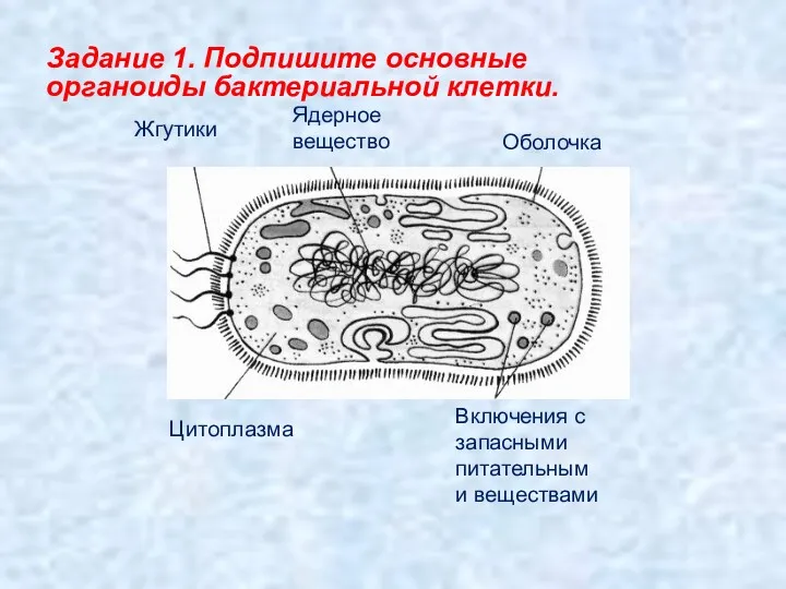 Включения с запасными питательными веществами Ядерное вещество Жгутики Цитоплазма Оболочка