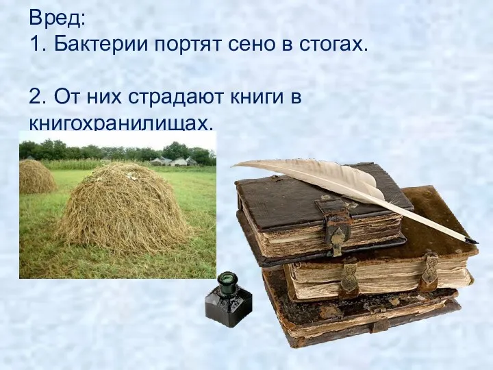 Вред: 1. Бактерии портят сено в стогах. 2. От них страдают книги в книгохранилищах.