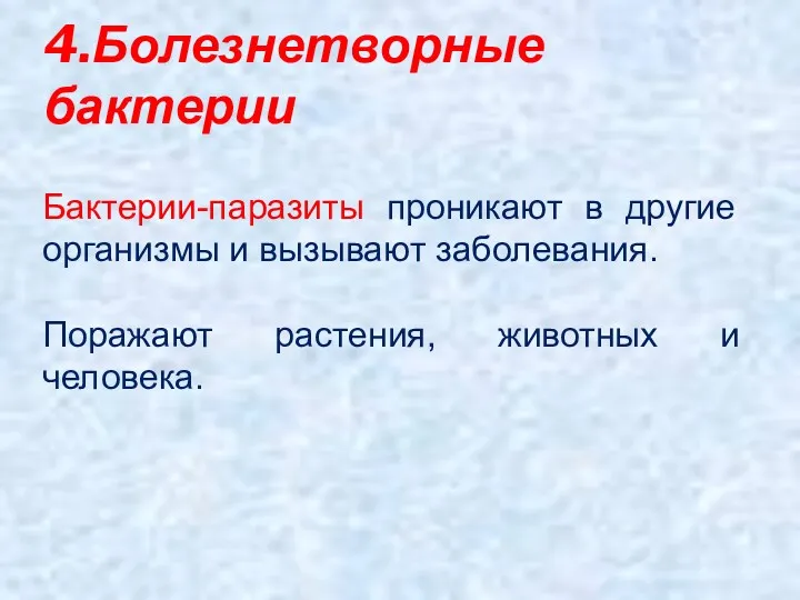 4.Болезнетворные бактерии Бактерии-паразиты проникают в другие организмы и вызывают заболевания. Поражают растения, животных и человека.