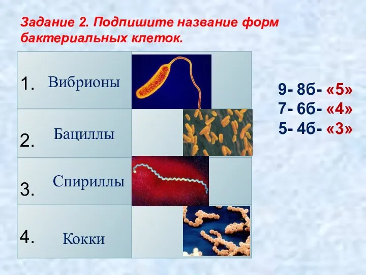 Задание 2. Подпишите название форм бактериальных клеток. Кокки Бациллы Вибрионы