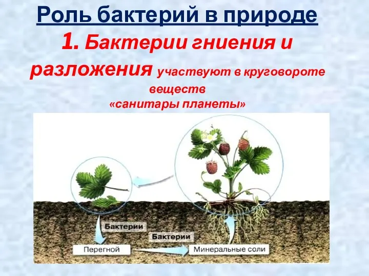 Роль бактерий в природе 1. Бактерии гниения и разложения участвуют в круговороте веществ «санитары планеты»