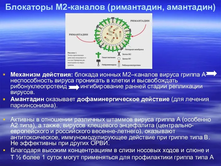 Блокаторы М2-каналов (римантадин, амантадин) Механизм действия: блокада ионных М2–каналов вируса