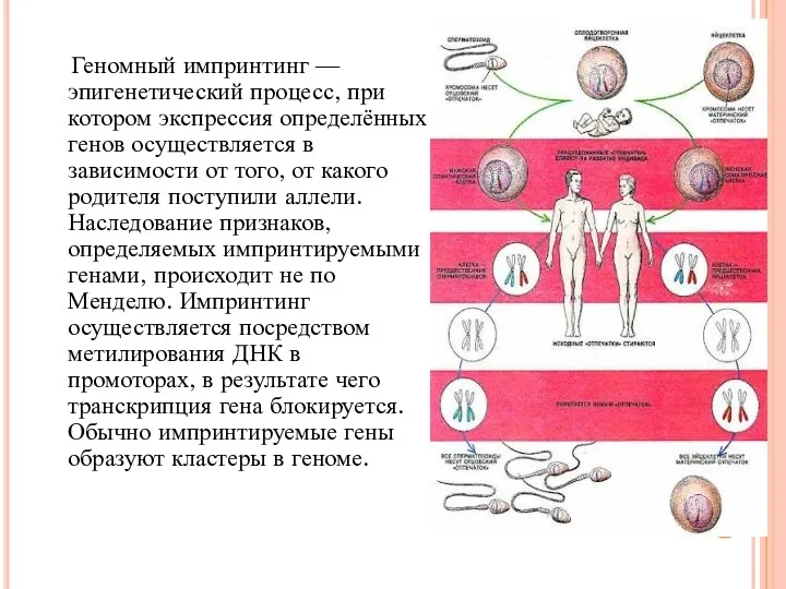 Геномный импринтинг — эпигенетический процесс, при котором экспрессия определённых генов