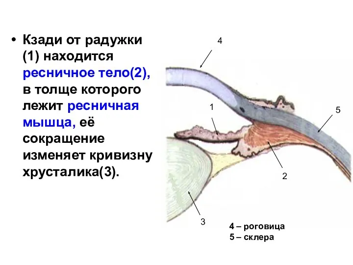 Кзади от радужки(1) находится ресничное тело(2), в толще которого лежит
