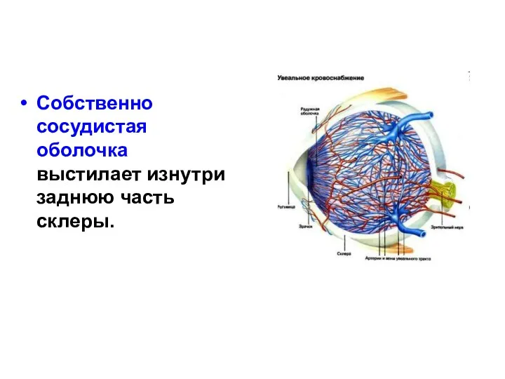 Собственно сосудистая оболочка выстилает изнутри заднюю часть склеры.