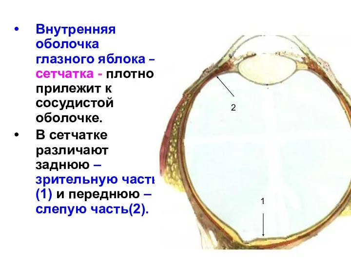 Внутренняя оболочка глазного яблока – сетчатка - плотно прилежит к