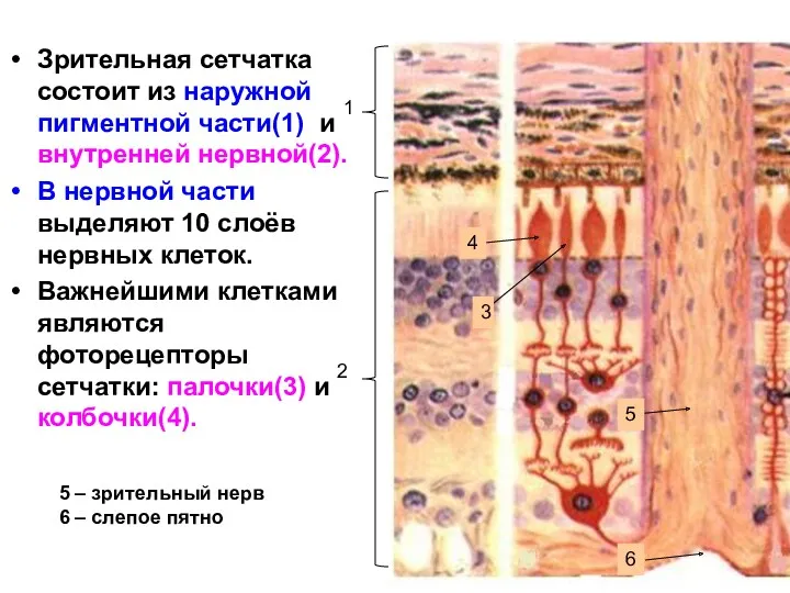 Зрительная сетчатка состоит из наружной пигментной части(1) и внутренней нервной(2).