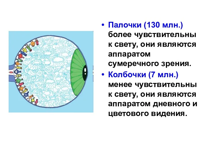 Палочки (130 млн.) более чувствительны к свету, они являются аппаратом