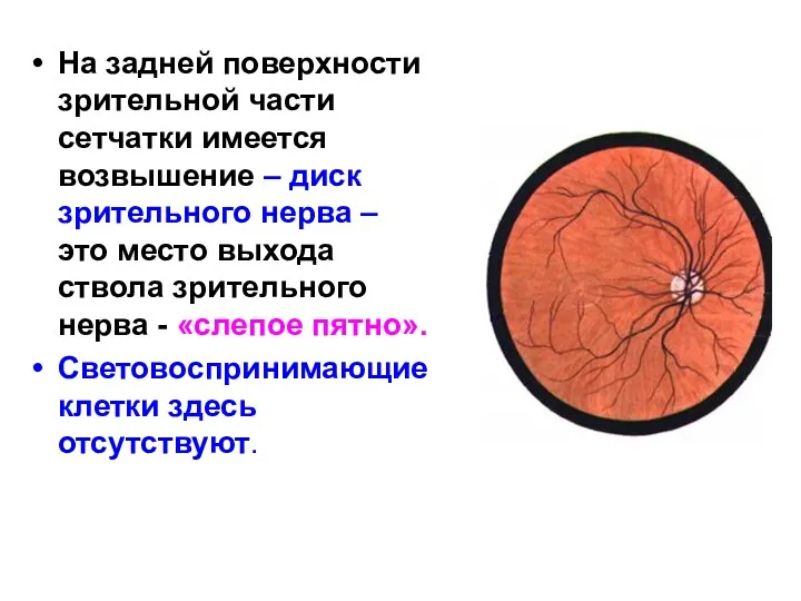 На задней поверхности зрительной части сетчатки имеется возвышение – диск