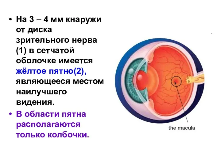 На 3 – 4 мм кнаружи от диска зрительного нерва(1)