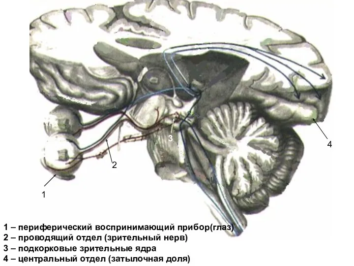 1 2 3 4 1 – периферический воспринимающий прибор(глаз) 2