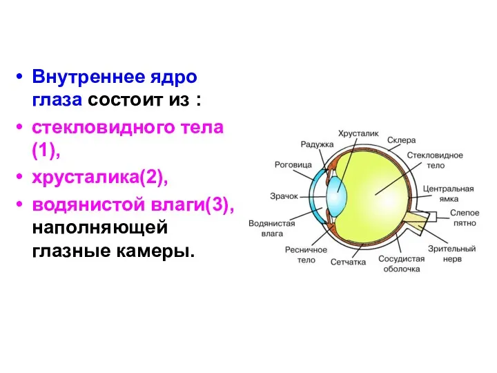 Внутреннее ядро глаза состоит из : стекловидного тела(1), хрусталика(2), водянистой влаги(3), наполняющей глазные камеры.