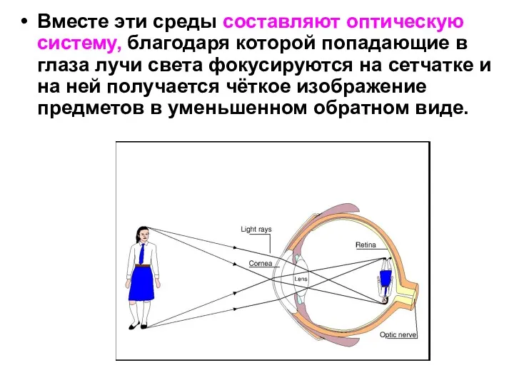 Вместе эти среды составляют оптическую систему, благодаря которой попадающие в