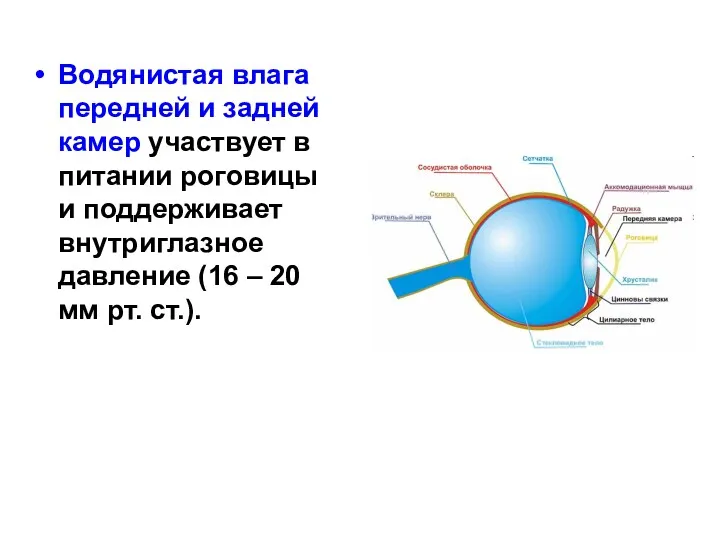 Водянистая влага передней и задней камер участвует в питании роговицы